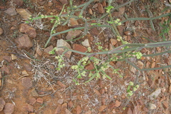 Cissus quadrangularis